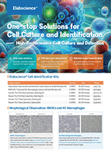 Cell Culture and Identification (Flyer-2025)
